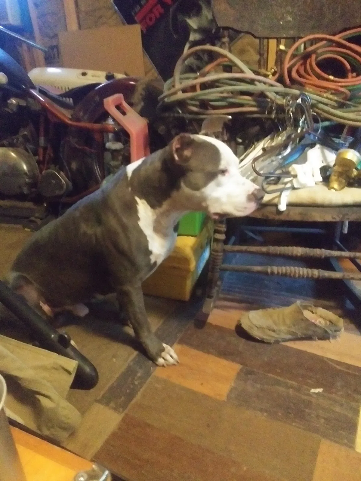 Lost dog in Mountain Home, AR, 72653