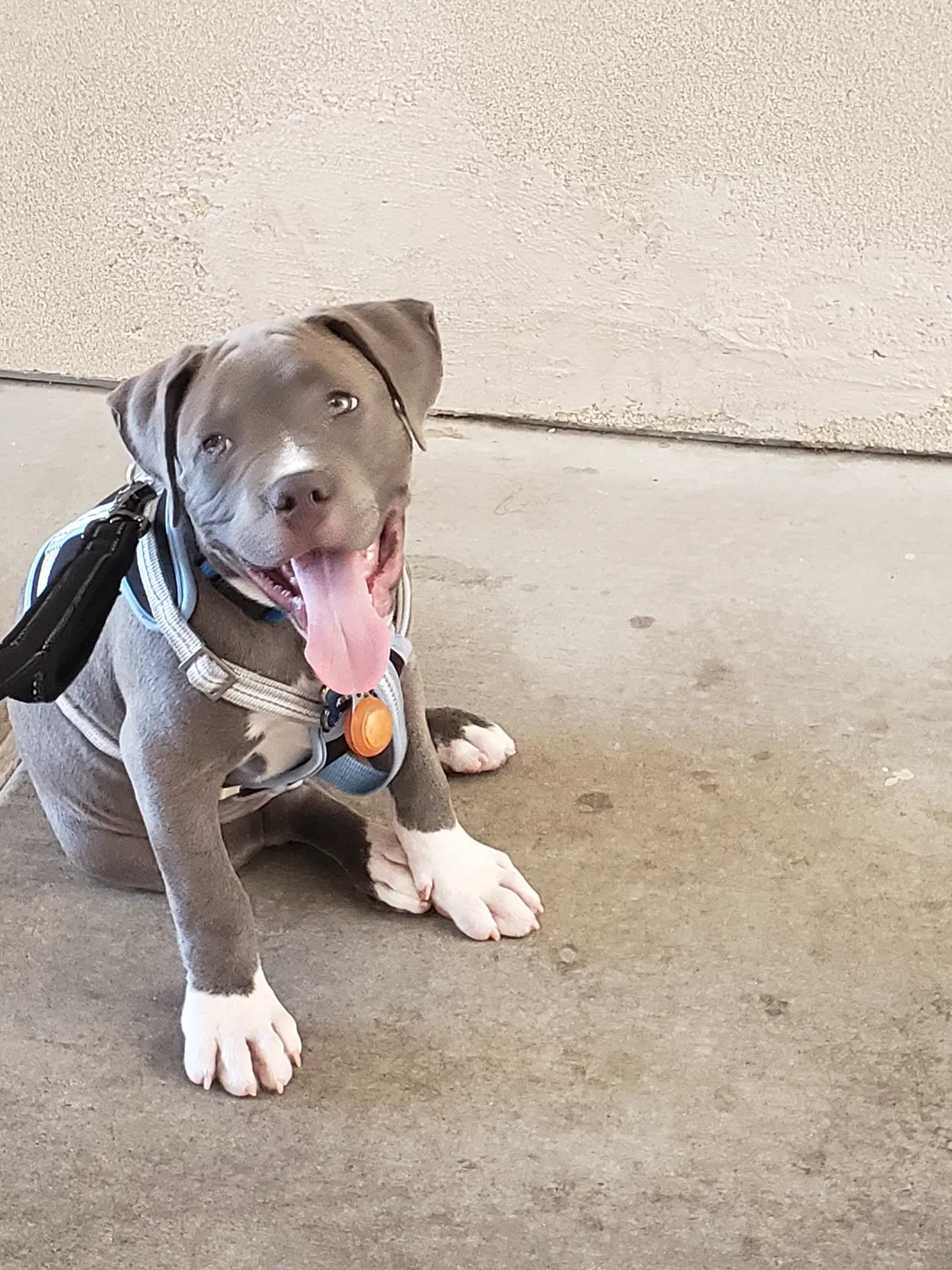 Lost dog in Albuquerque, NM, 87121
