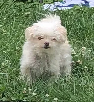 Lost dog in Cleveland, OH, 44135