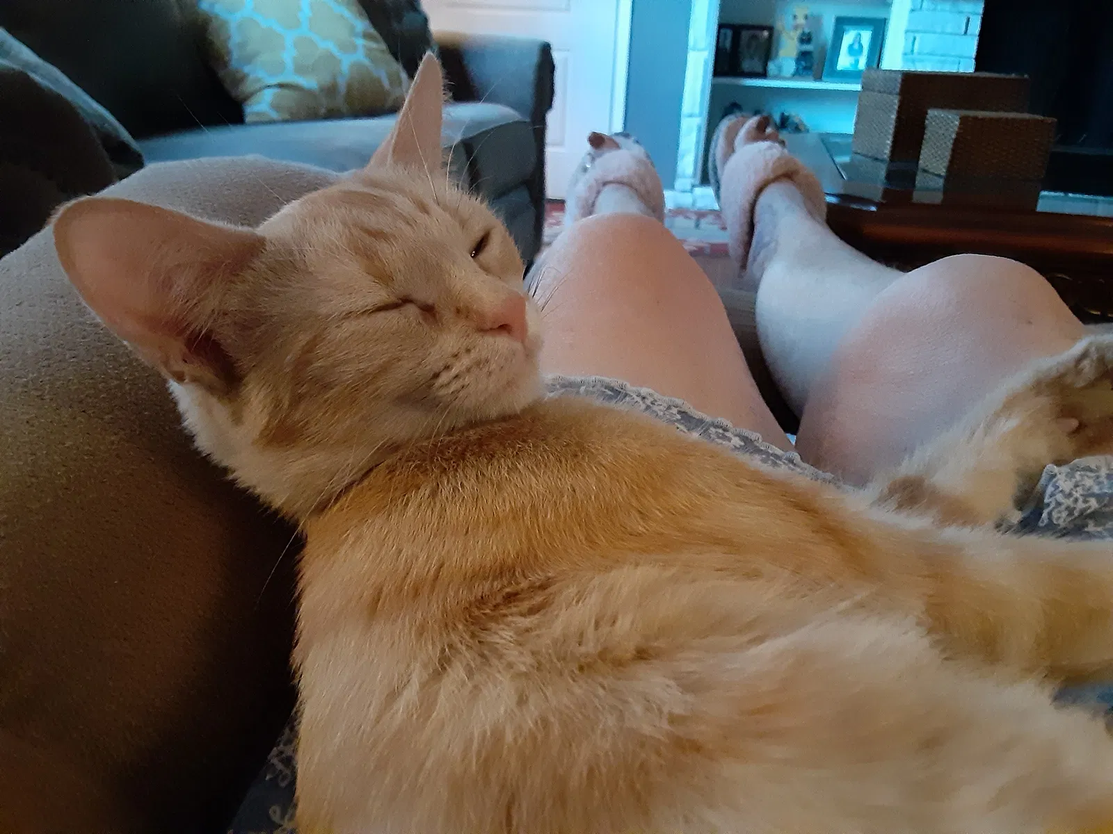 Lost cat in Bakersfield, CA, 93308