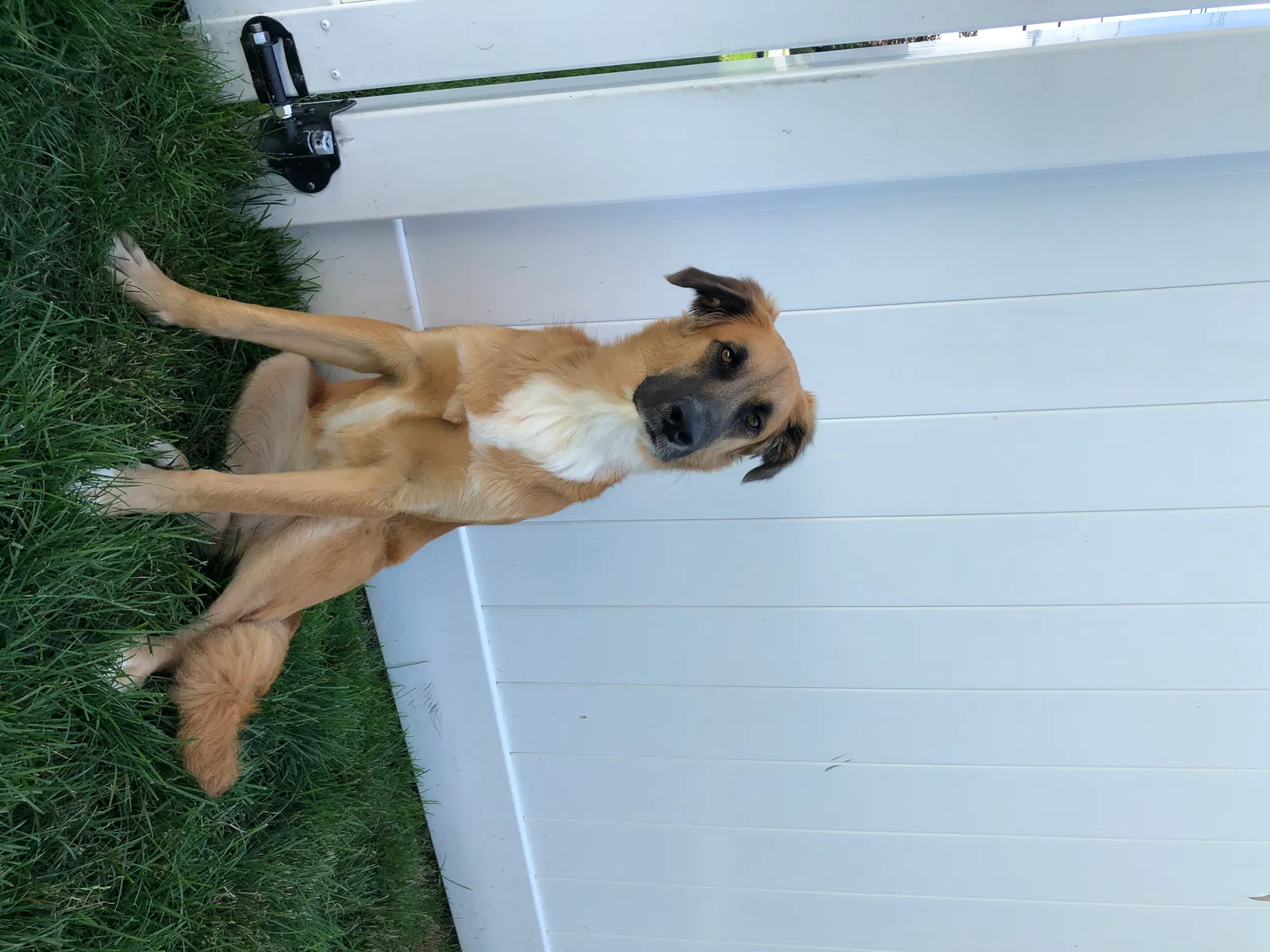 Lost dog in Methuen, MA, 1844