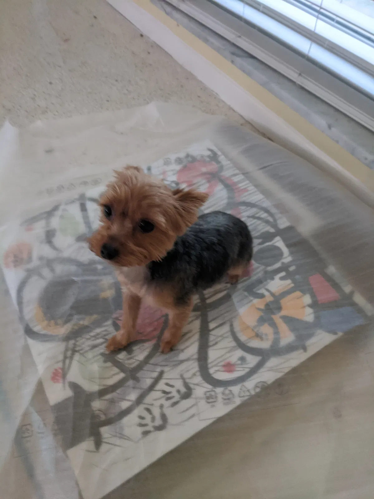 Lost dog in Port Charlotte, FL, 33952