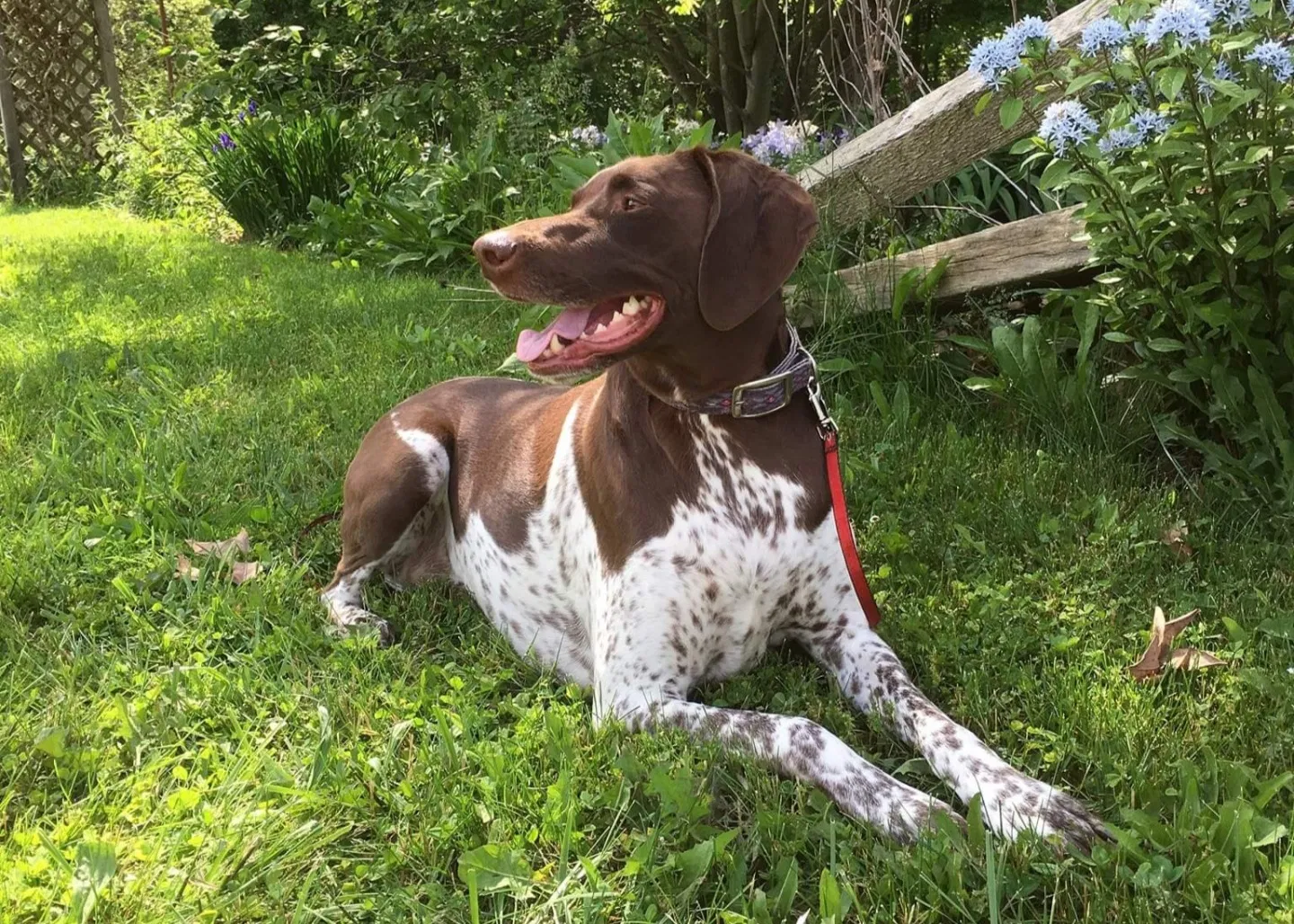 Lost dog in Airville, PA, 17302