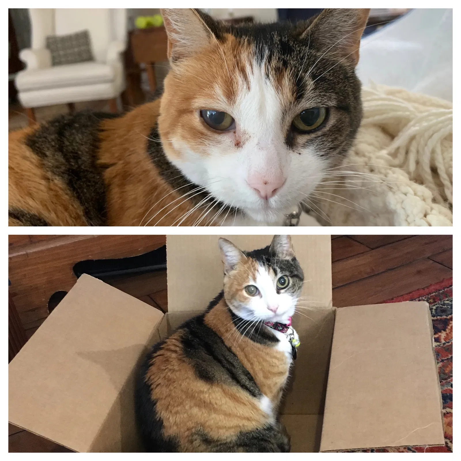 Lost cat in Greenville, SC, 29615