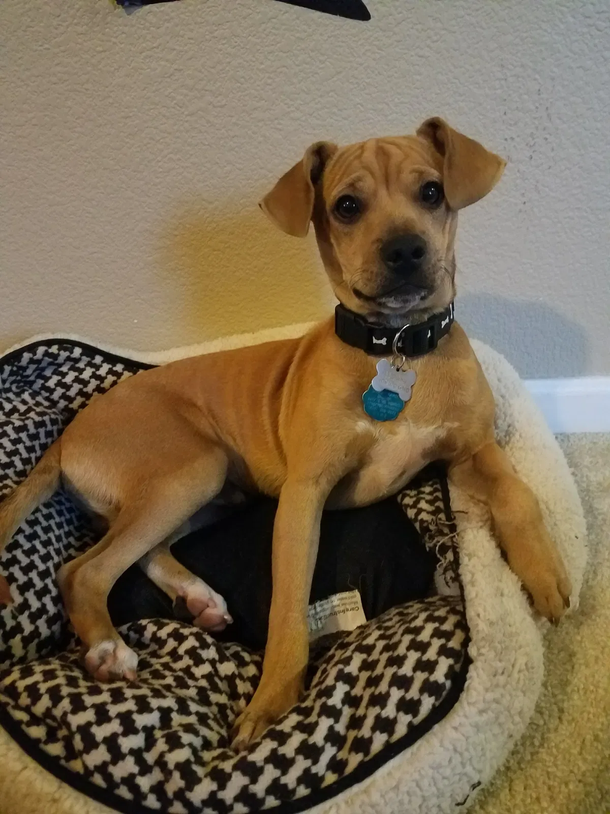 Lost dog in Stockton, CA, 95206