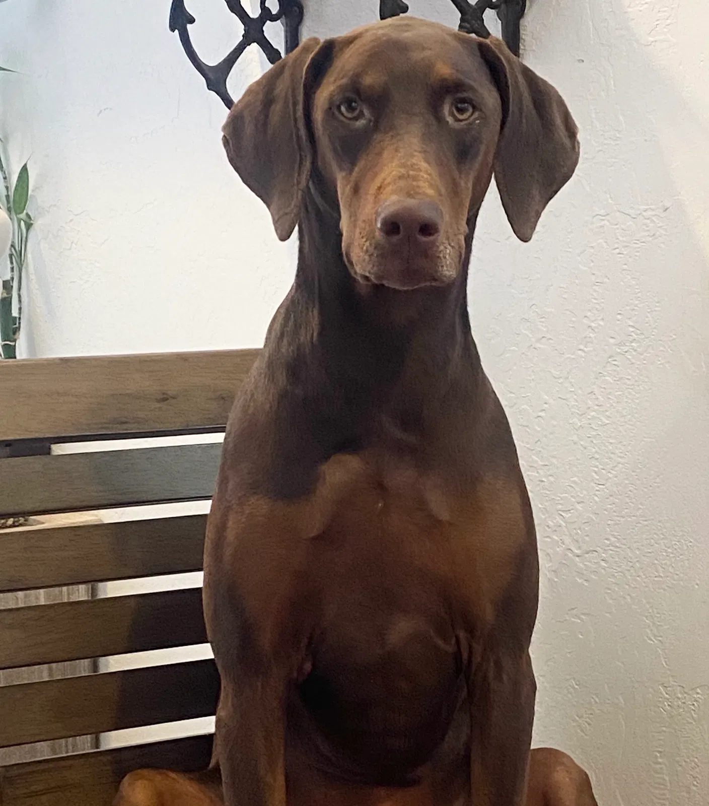 Lost dog in Marana, AZ, 85658