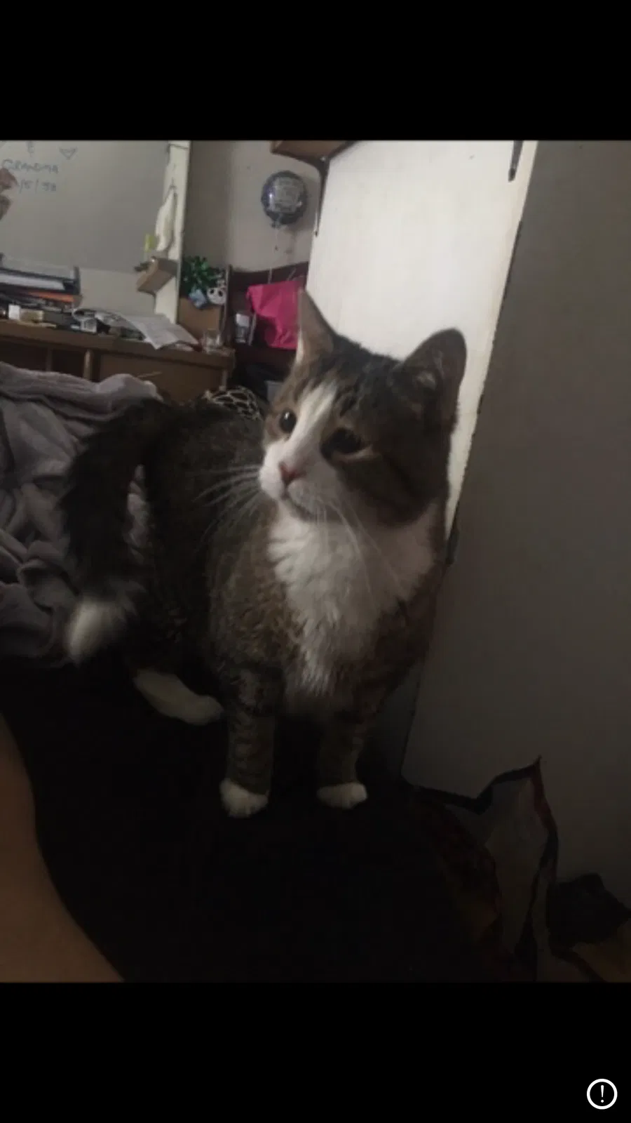Lost cat in Peekskill, NY, 10566