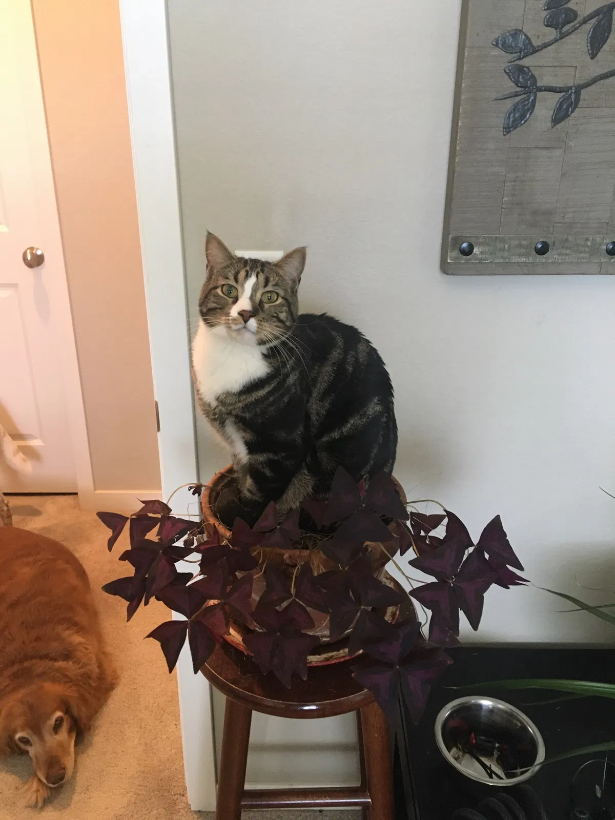 Lost cat in Fort Collins, CO, 80524