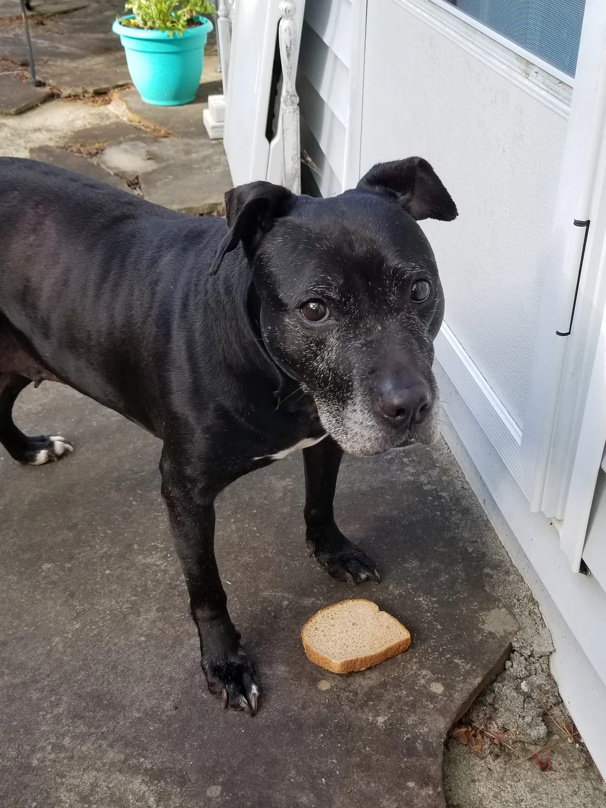 Lost dog in Climax, NC, 27233