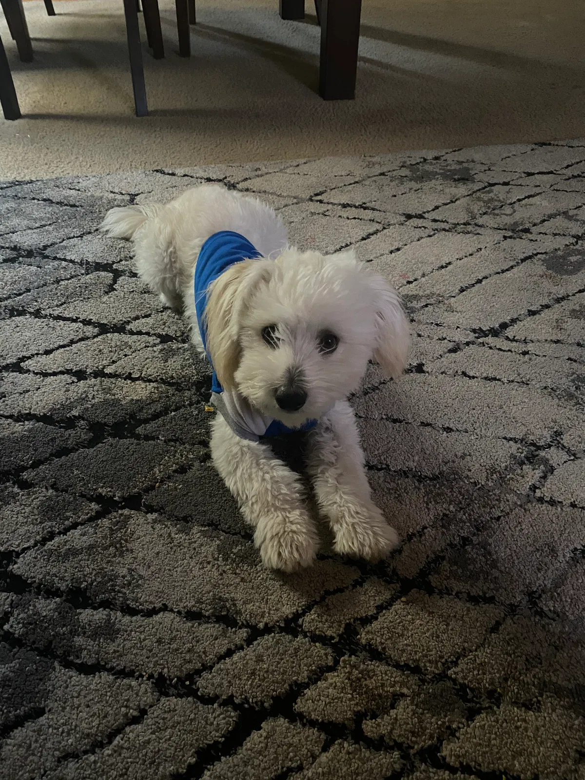 Lost dog in Tucson, AZ, 85706