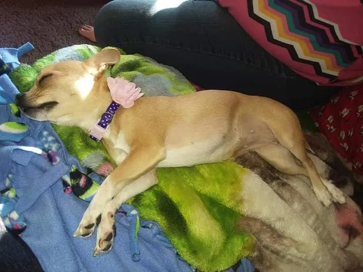 Lost dog in Sioux Falls, SD, 57103
