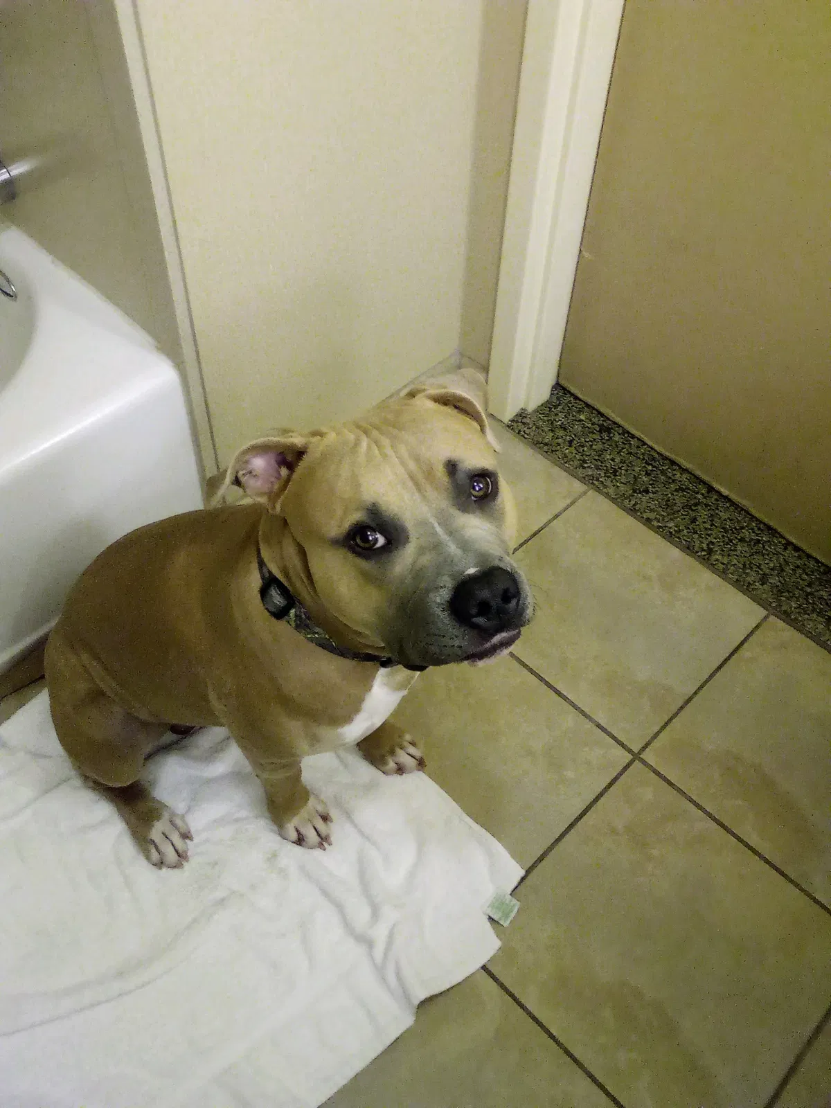 Lost dog in Fresno, CA, 93726