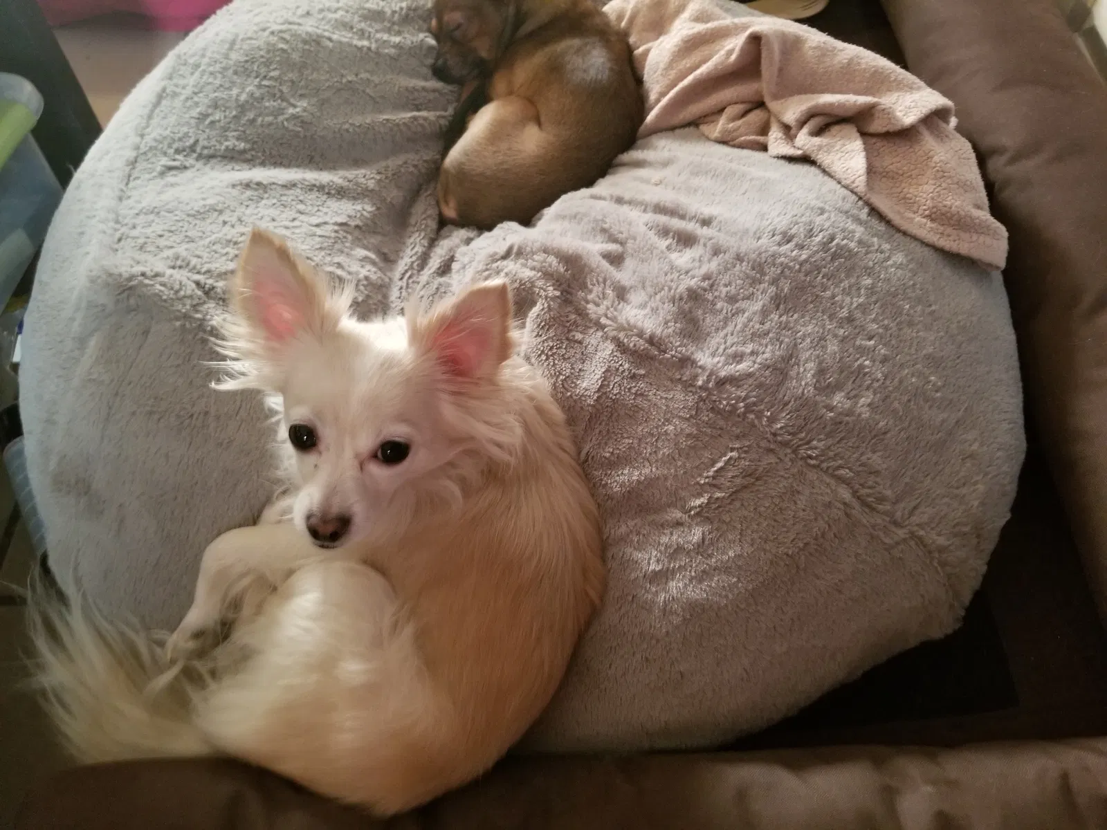 Lost dog in Sacramento, CA, 95823