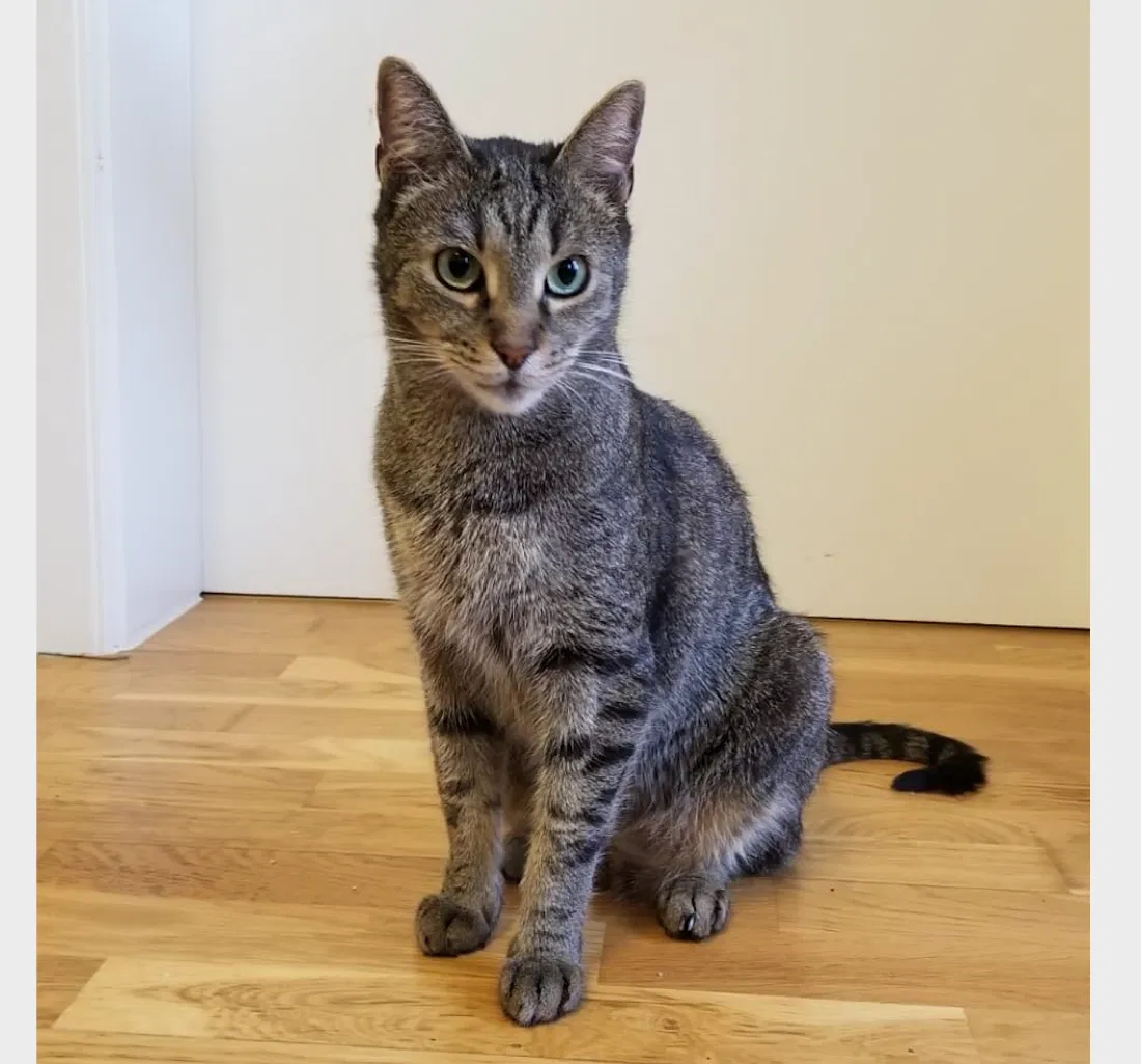 Lost cat in Orinda, CA, 94563