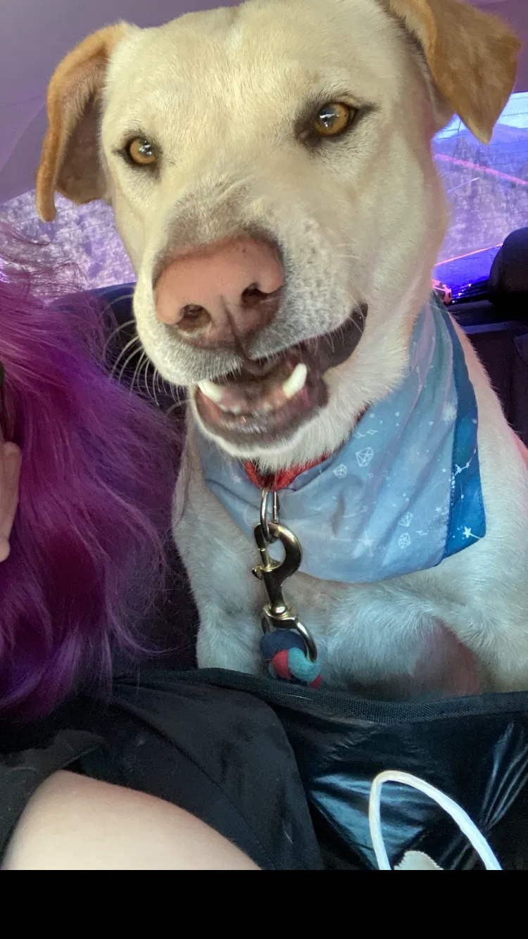 Lost dog in Redding, CA, 96001