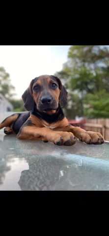 Lost dog in Homosassa, FL, 34448
