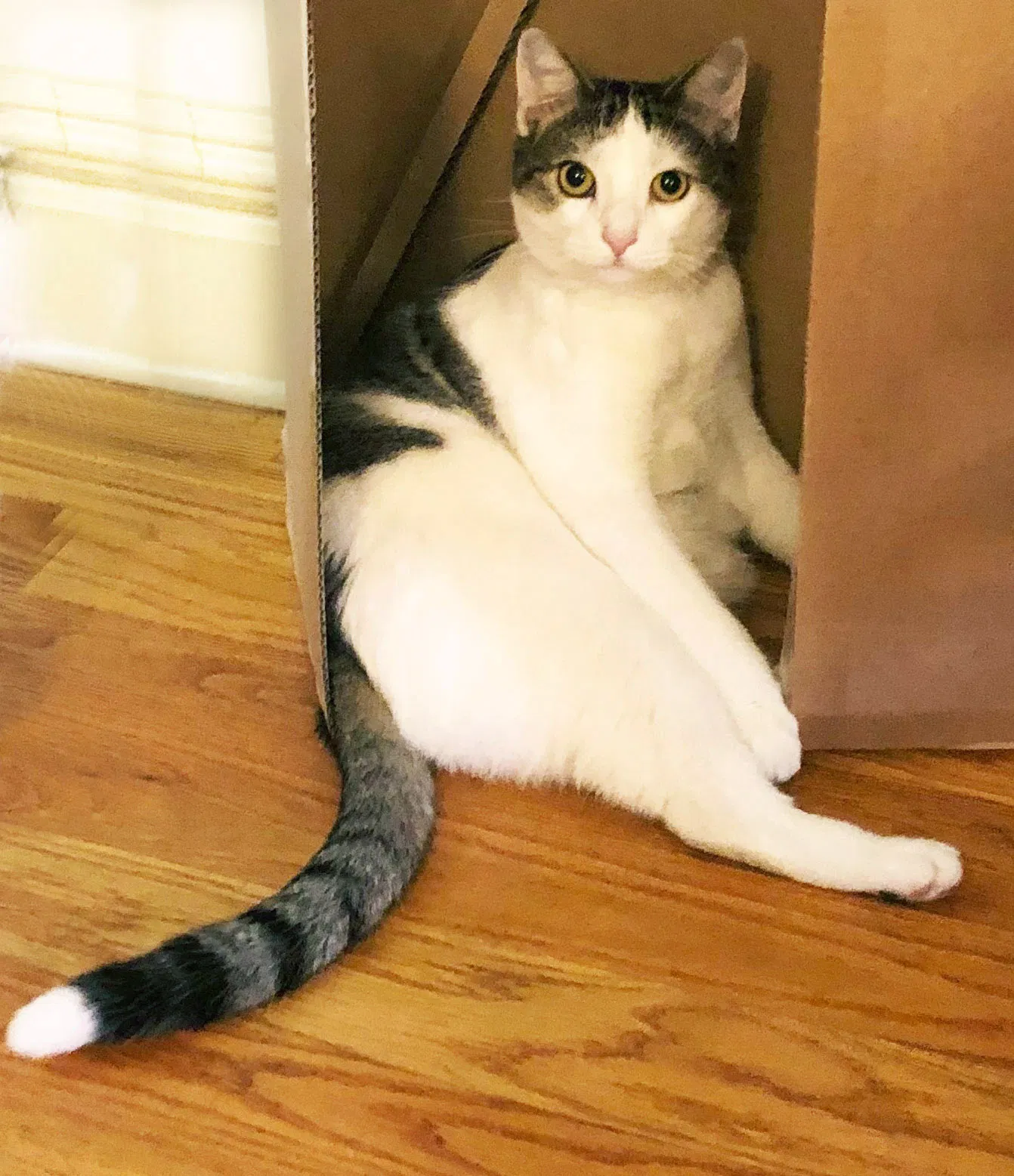 Lost cat in Brooklyn, NY, 11215