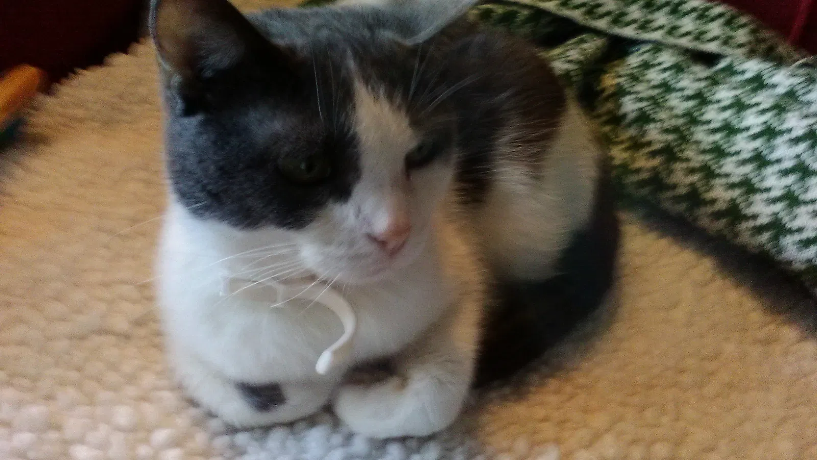 Lost cat in Hinsdale, IL, 60521