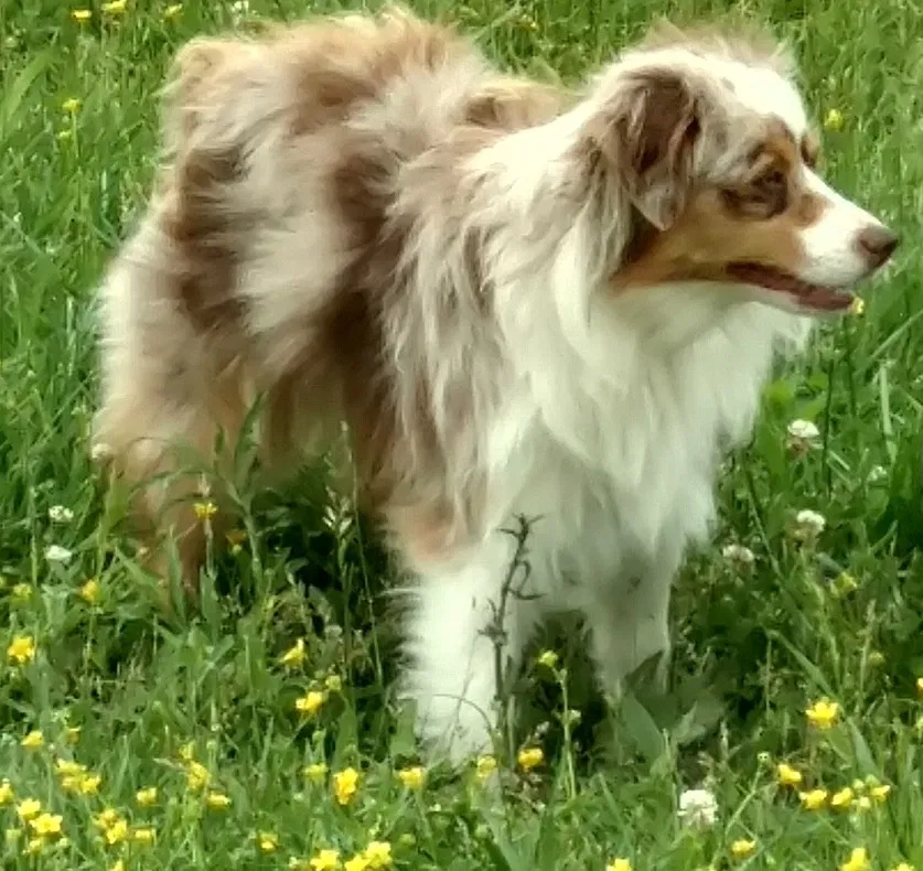 Lost dog in Gordonsville, TN, 38563
