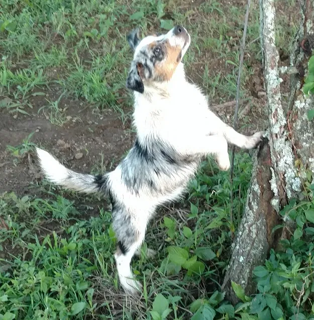 Lost dog in Gordonsville, TN, 38563
