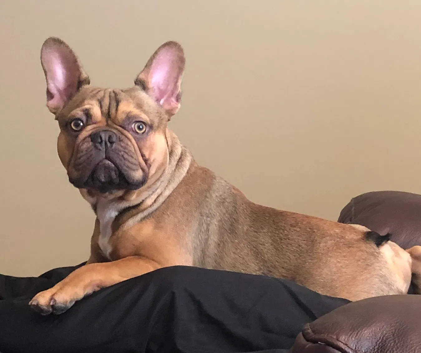 Lost dog in Etowah, TN, 37331