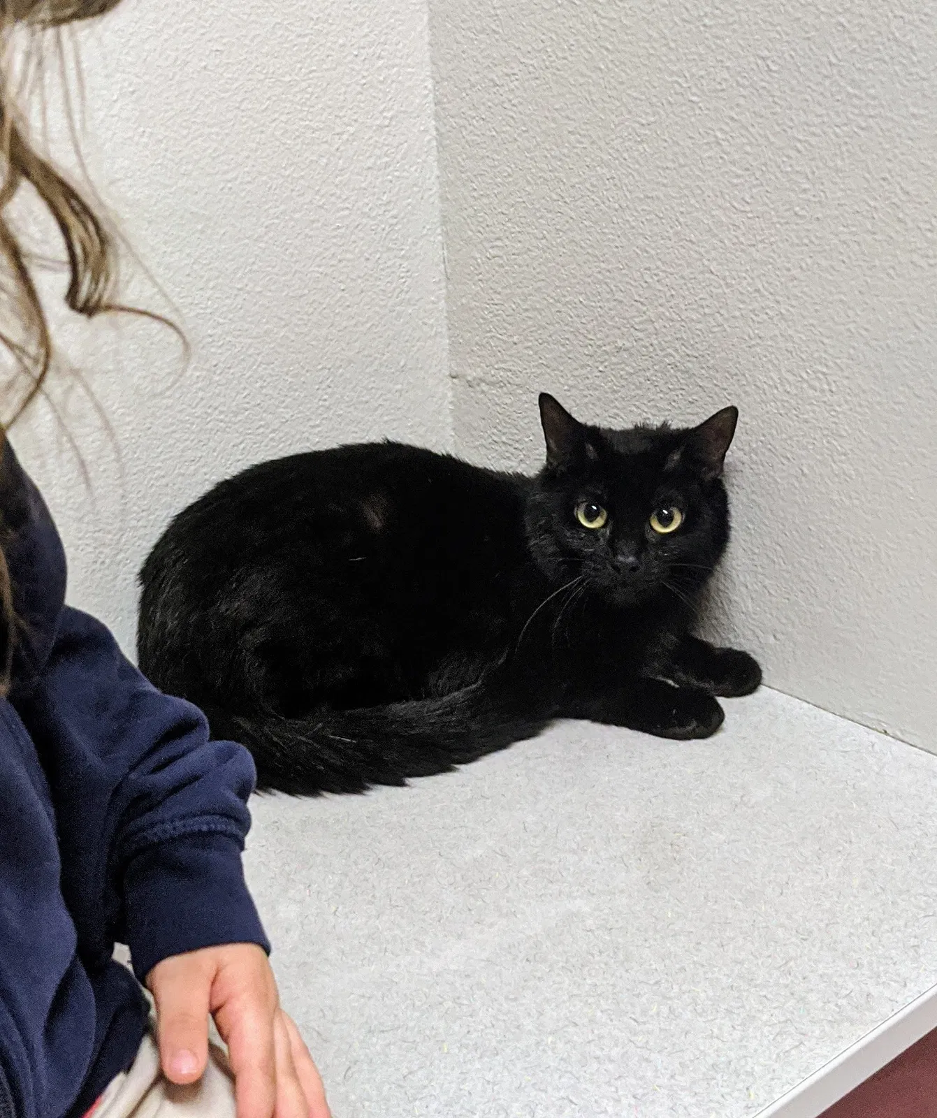 Lost cat in Salem, OR, 97302