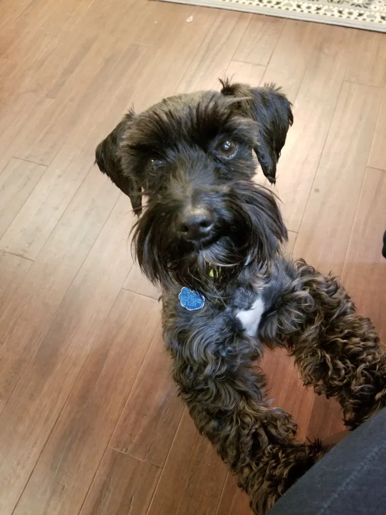Lost dog in Baton Rouge, LA, 70808