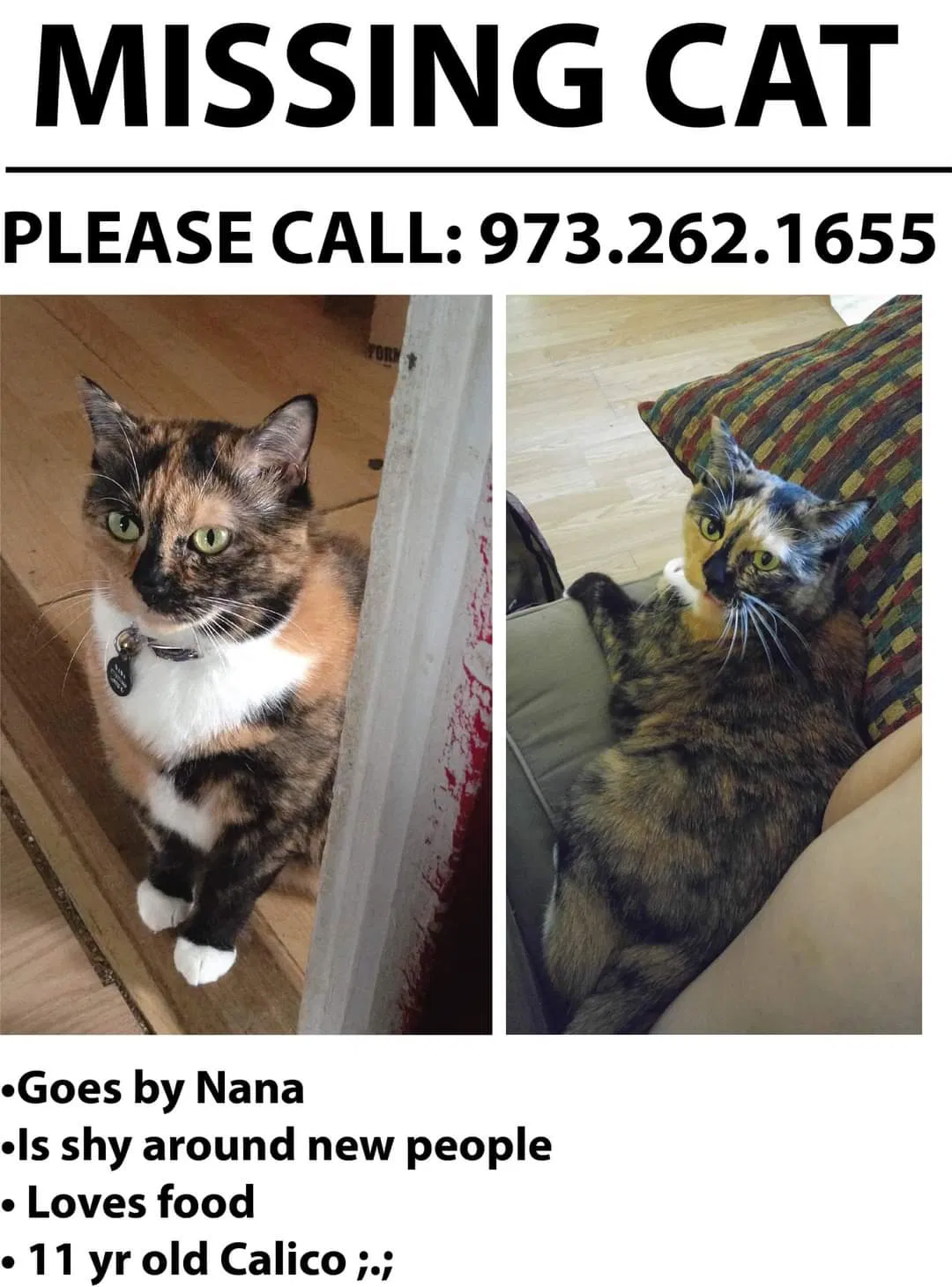 Lost cat in Landing, NJ, 7850