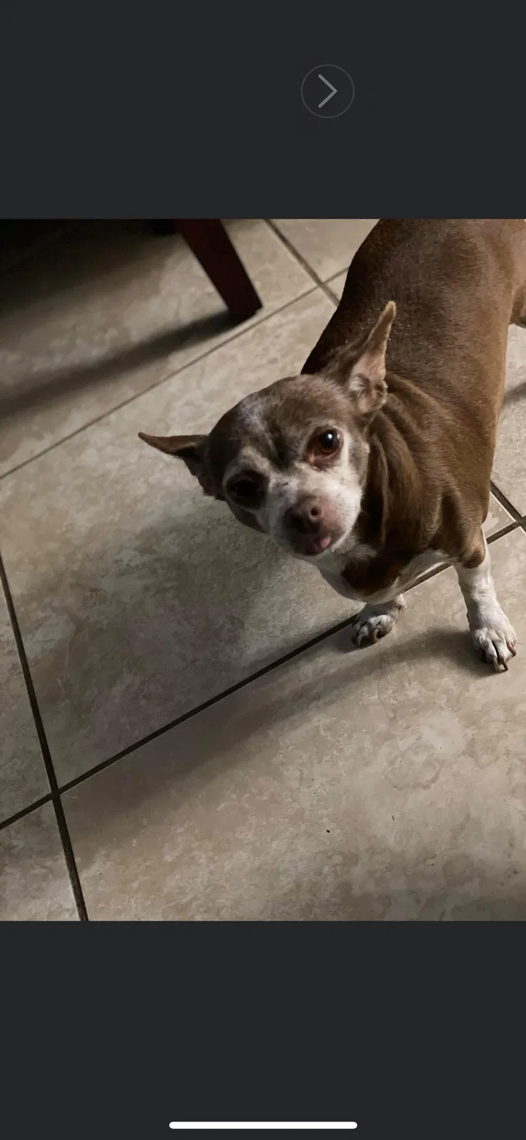Lost dog in Orlando, FL, 32808