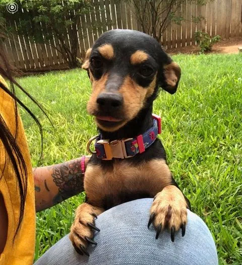 Lost dog in Buffalo Grove, IL, 60089