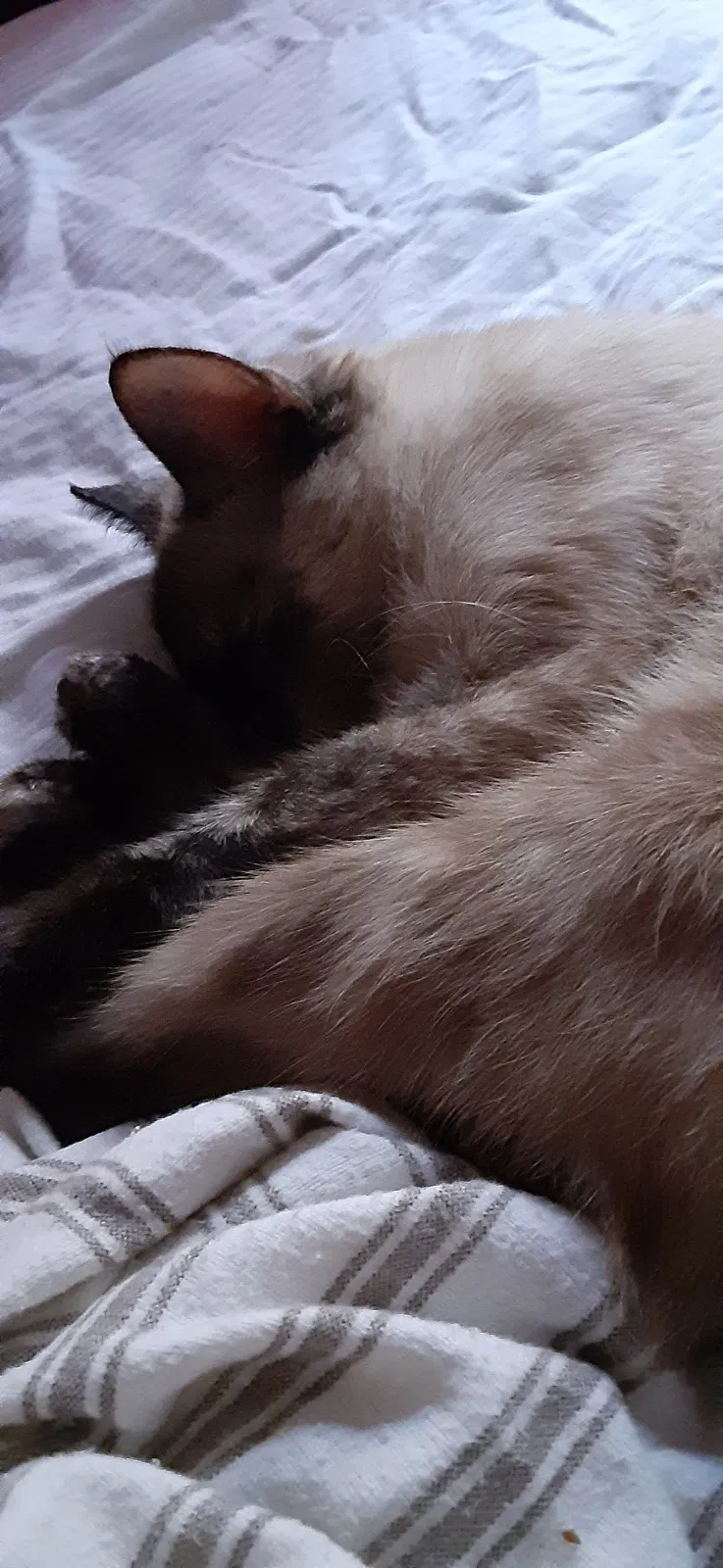 Lost cat in Vernon Hills, IL, 60061