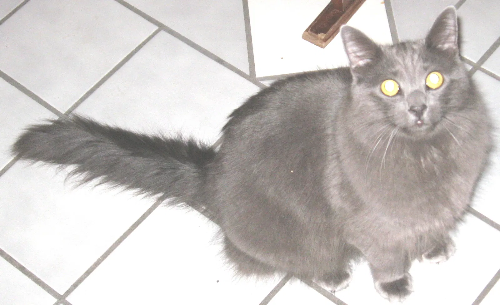 Lost cat in Lexington, MA, 2420