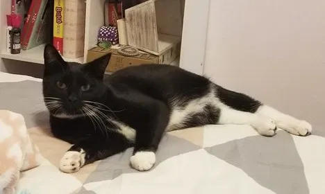 Lost cat in Seattle, WA, 98155