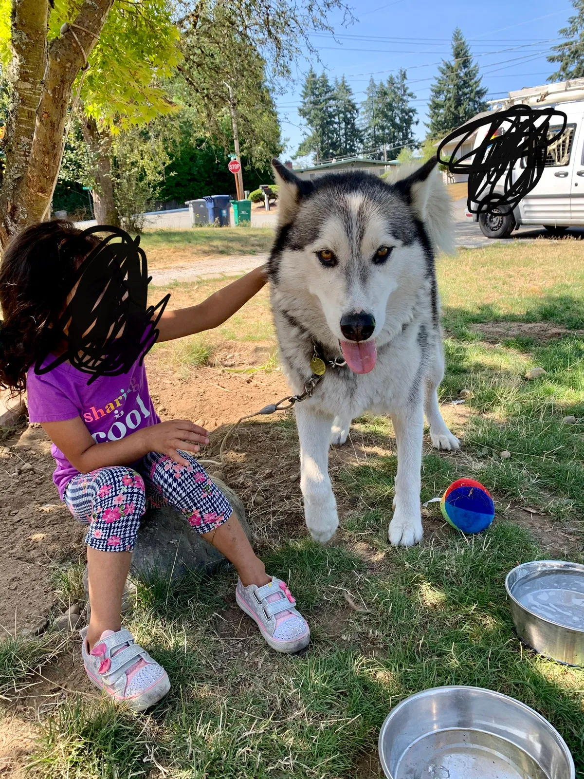 Lost dog in Renton, WA, 98056
