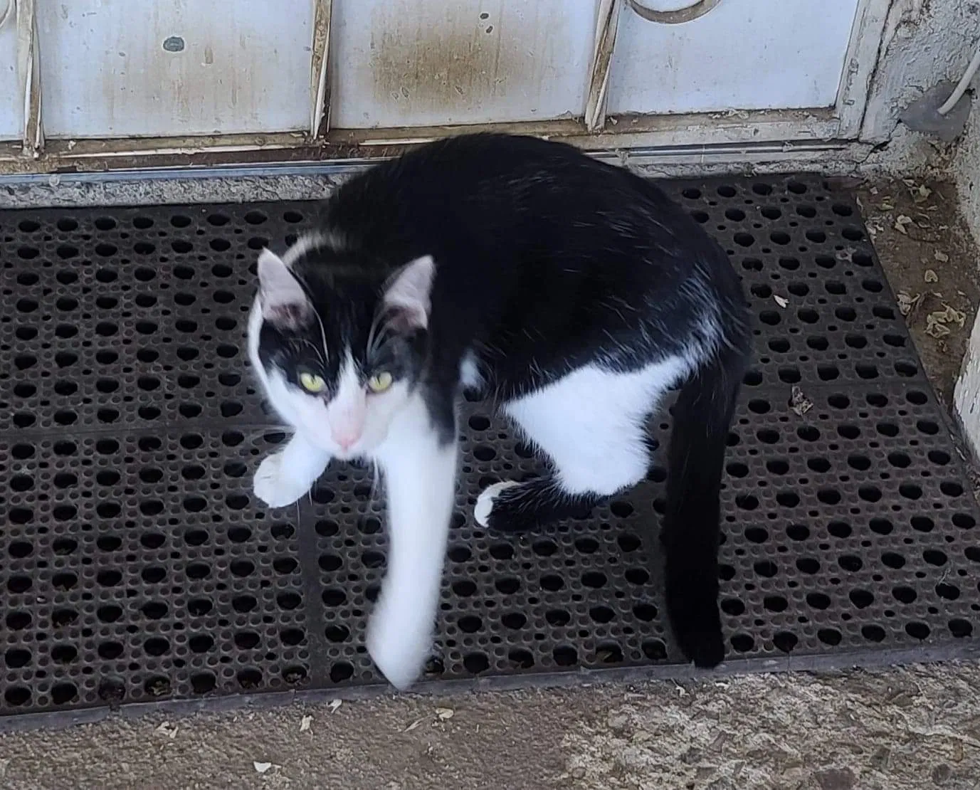 Lost cat in Bakersfield, CA, 93307