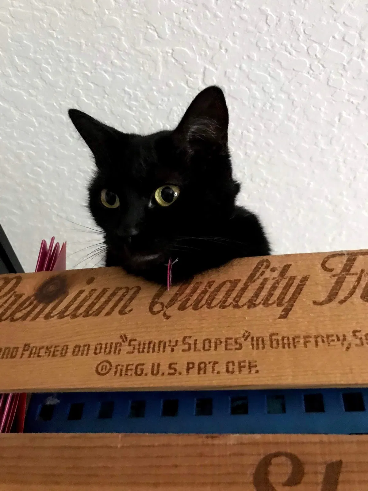 Lost cat in New Smyrna Beach, FL, 32168