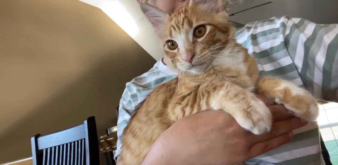 Lost cat in Bonner Springs, KS, 66012