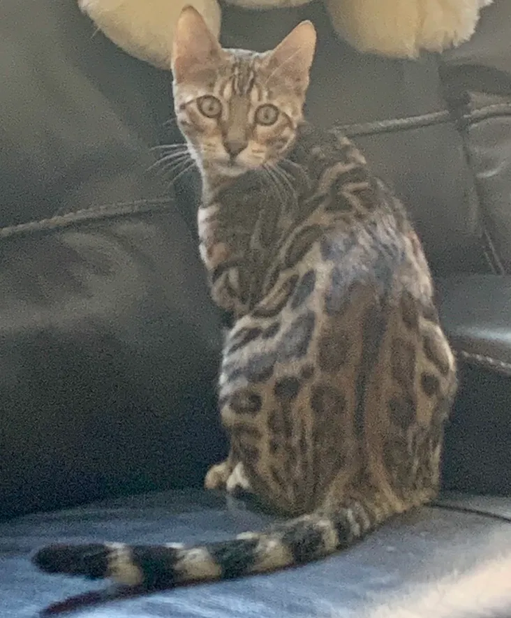 Lost cat in Lindon, UT, 84042