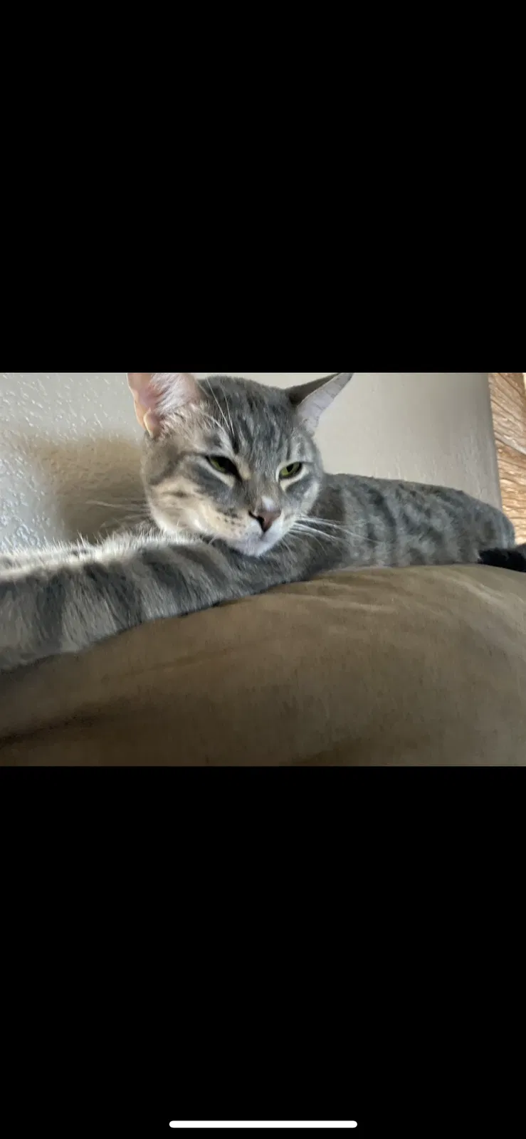 Lost cat in Phoenix, AZ, 85050