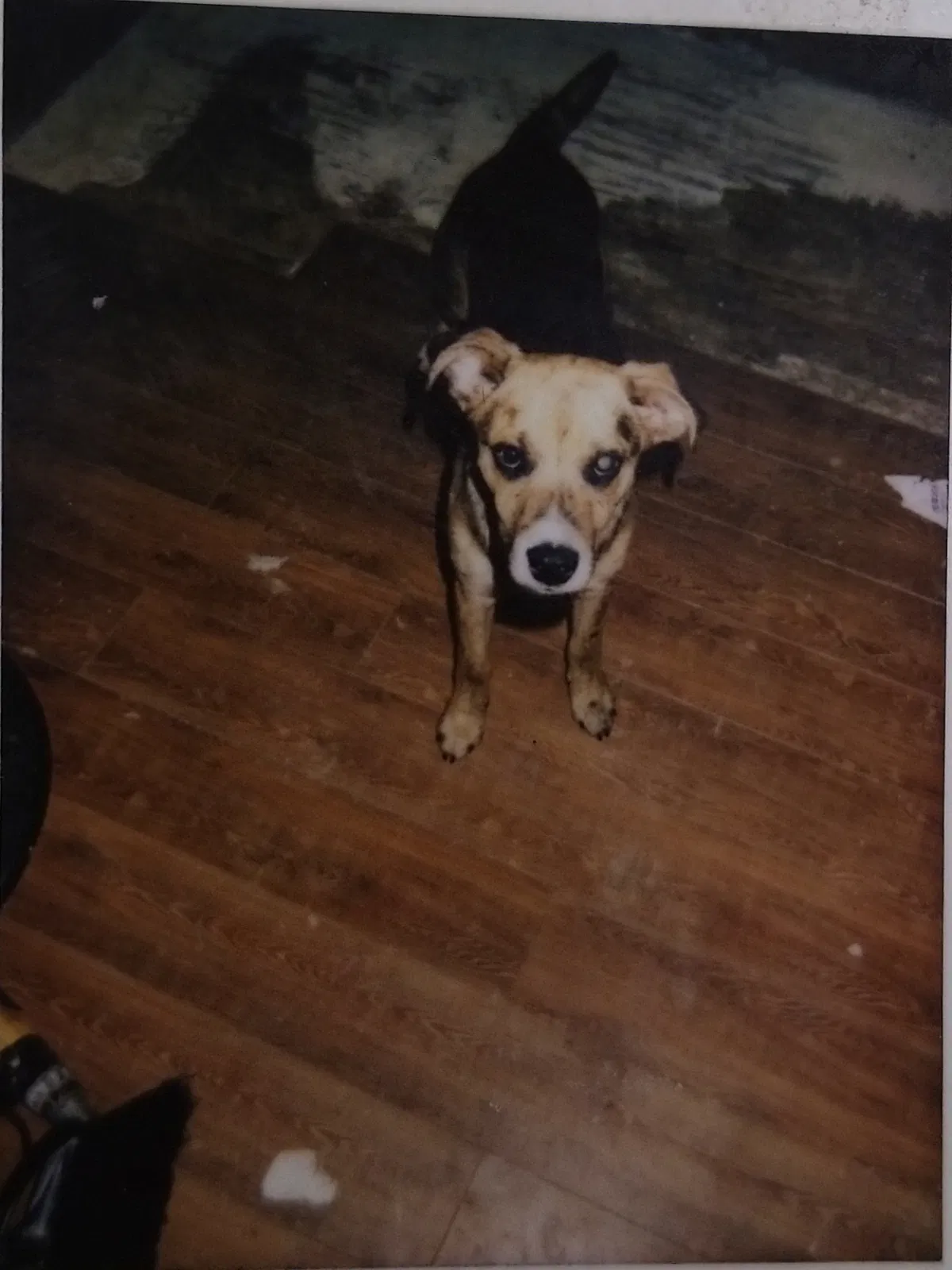 Lost dog in Harrisburg, AR, 72432