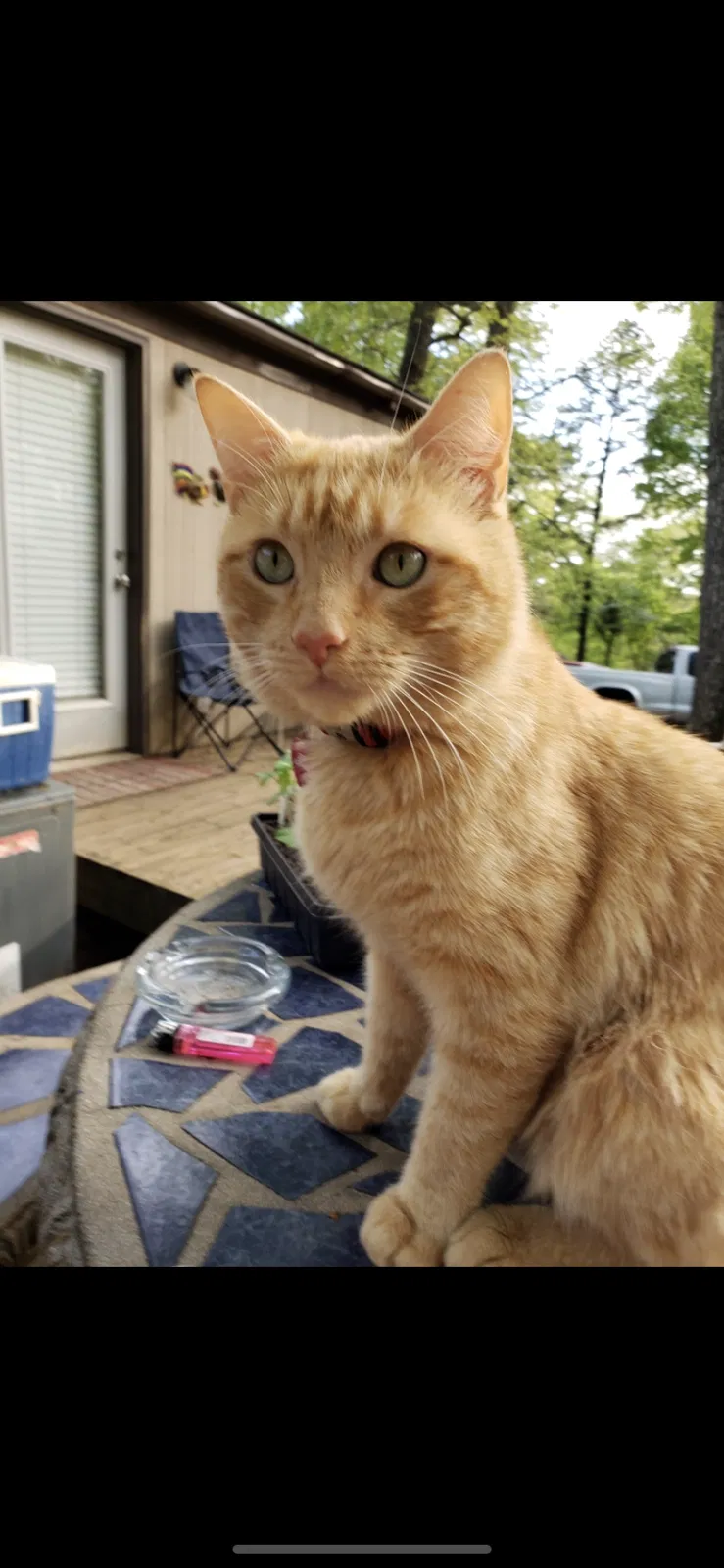 Lost cat in Cartersville, GA, 30120