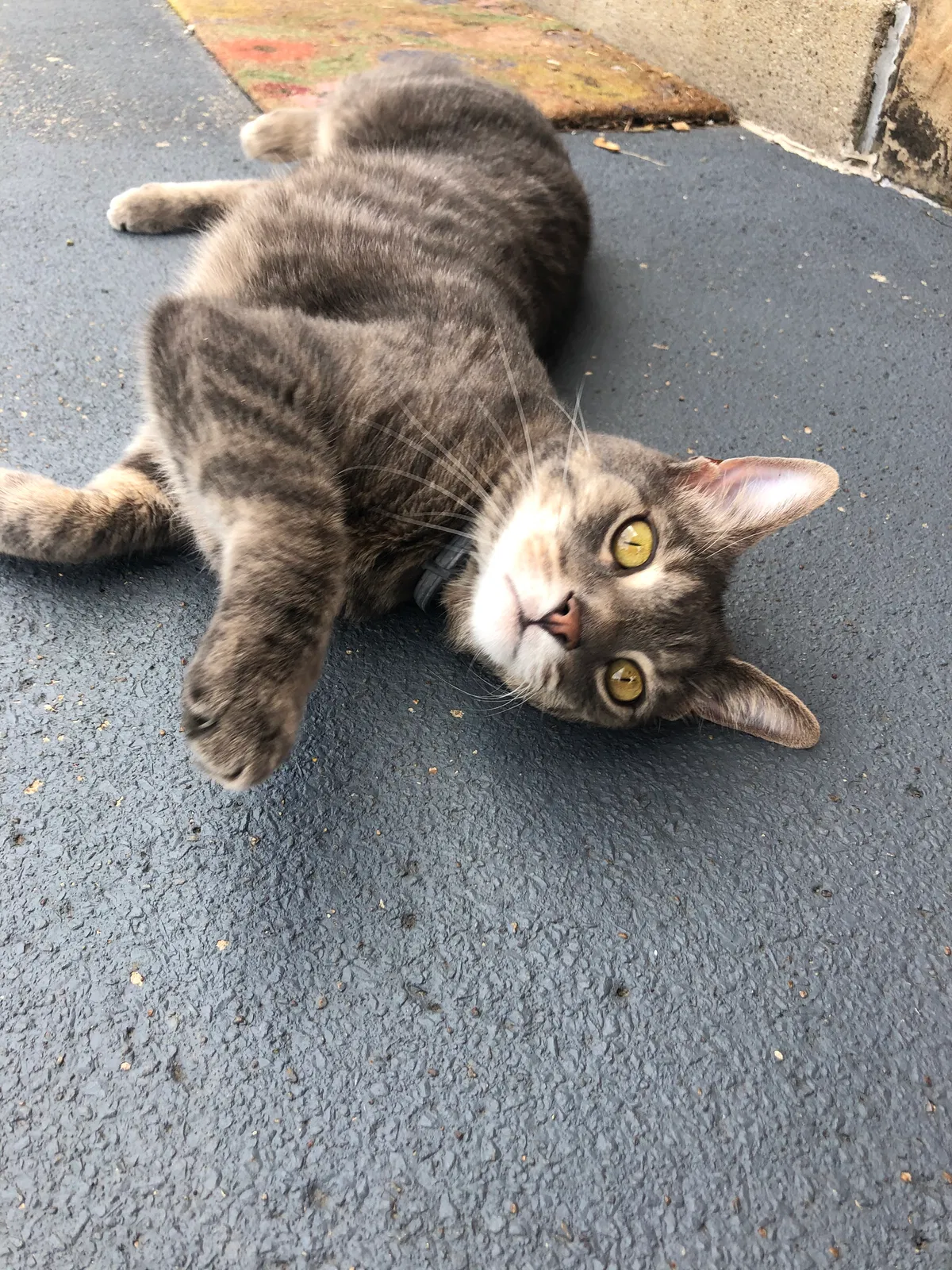 Lost cat in Pittsburgh, PA, 15216