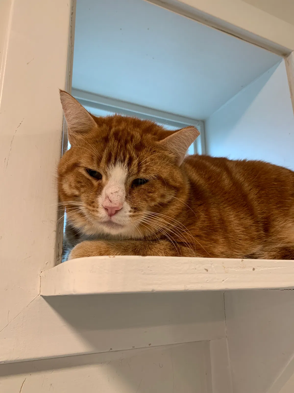 Lost cat in Chicago, IL, 60625