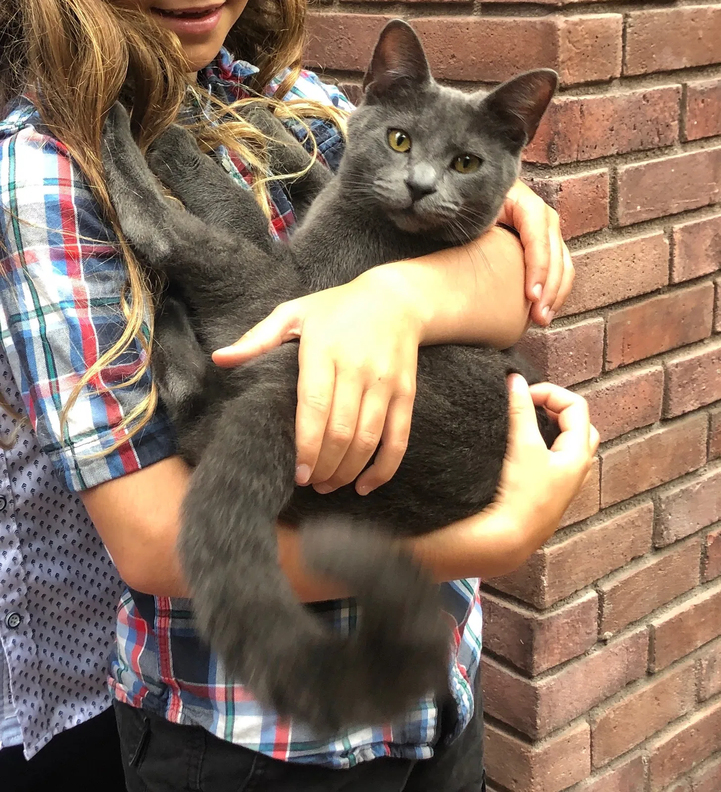 Lost cat in Santa Monica, CA, 90403