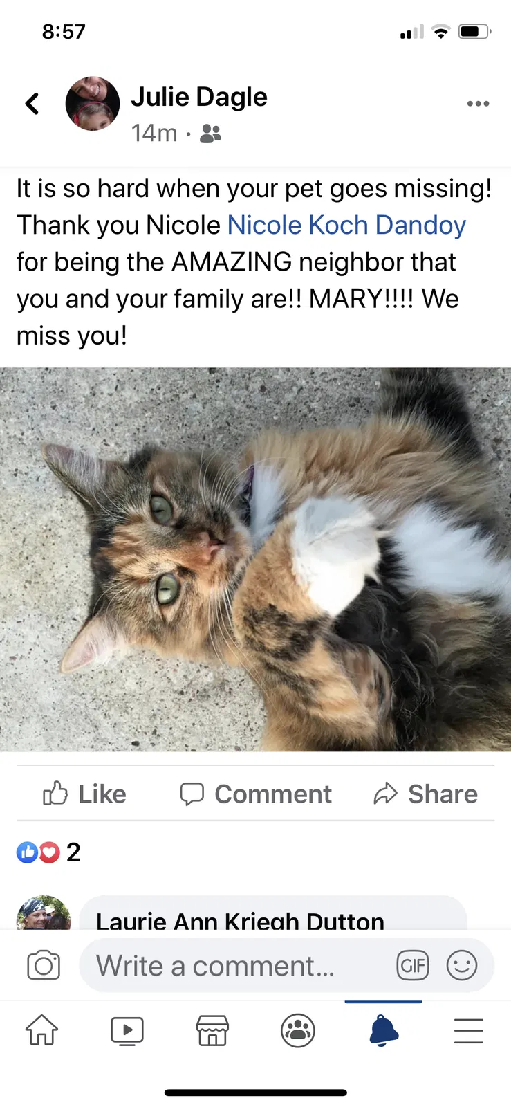 Lost cat in Keller, TX, 76248