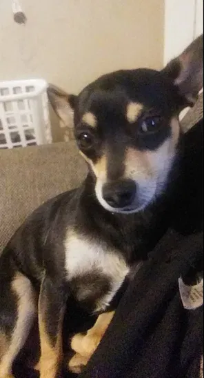 Lost dog in Russellville, AL, 35653
