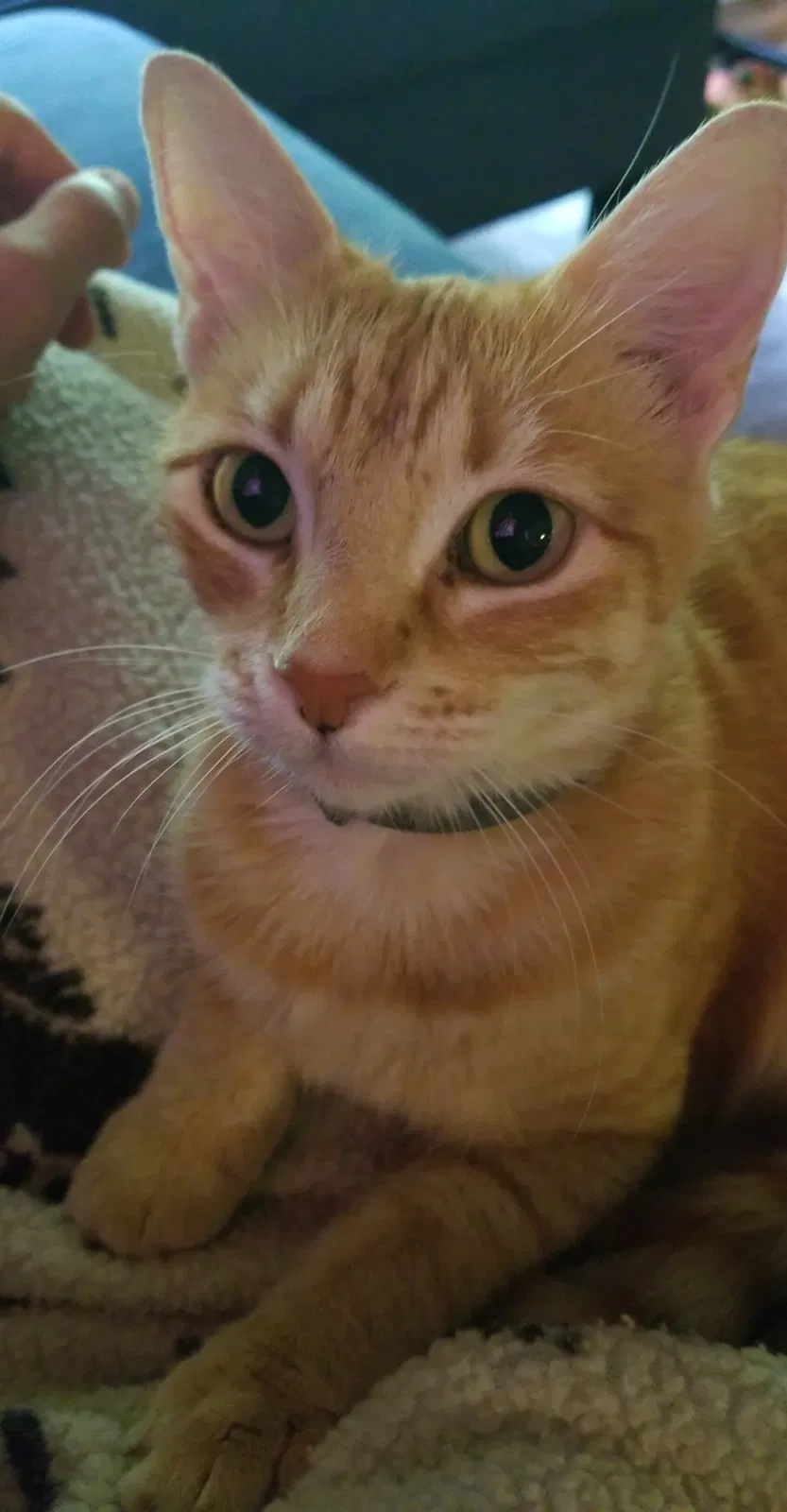 Lost cat in Round Rock, TX, 78665