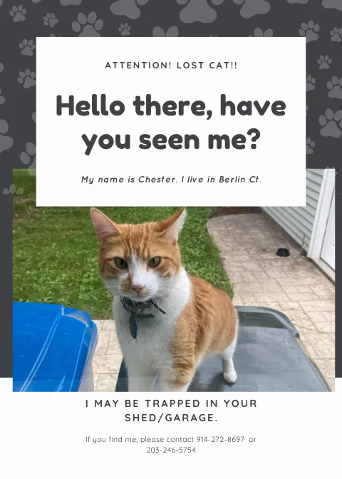 Lost cat in Berlin, CT, 6037