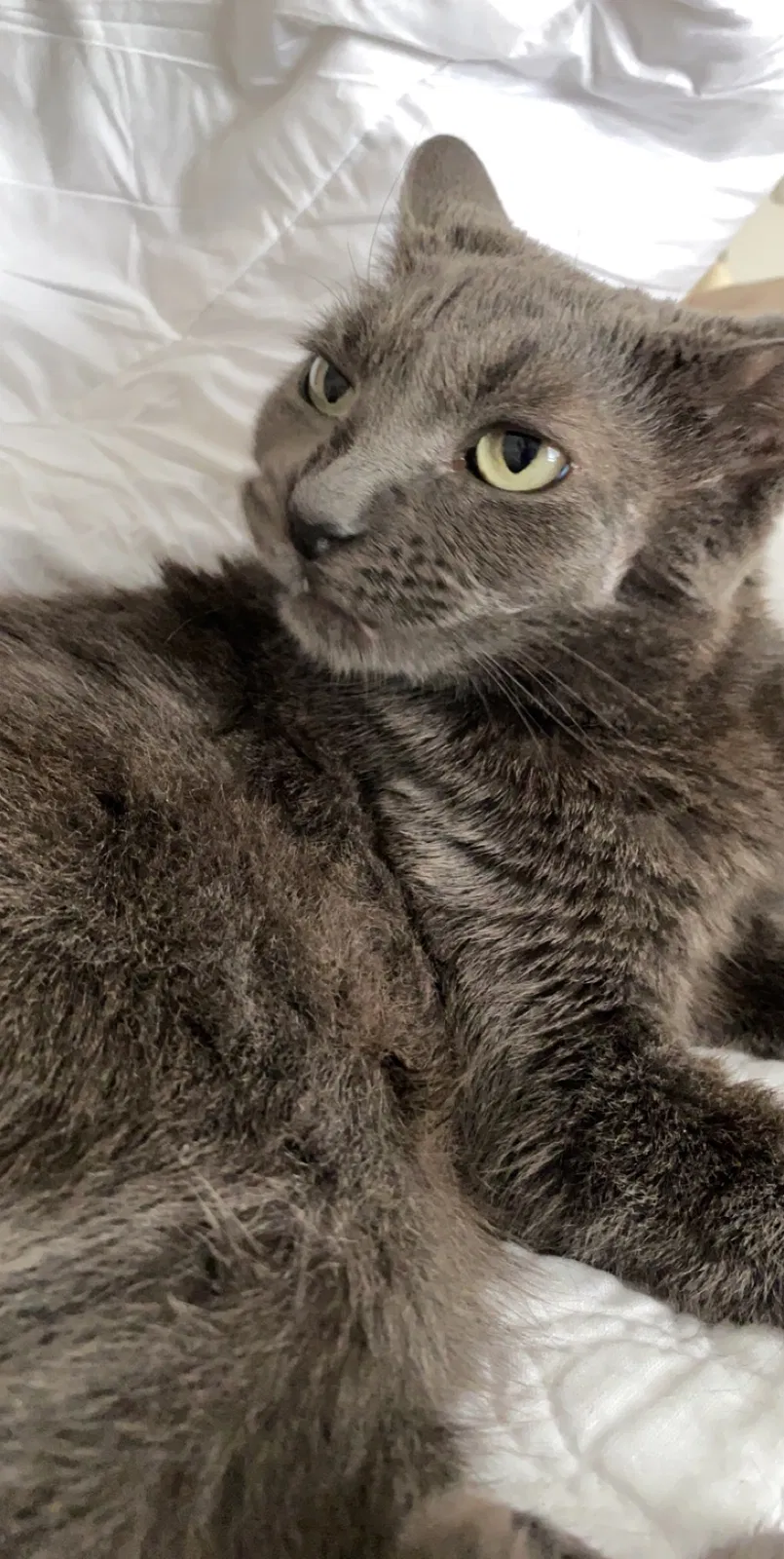 Lost cat in Stoneham, MA, 2180