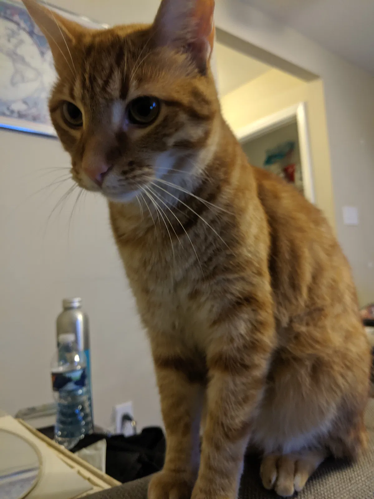 Lost cat in Durham, NC, 27713